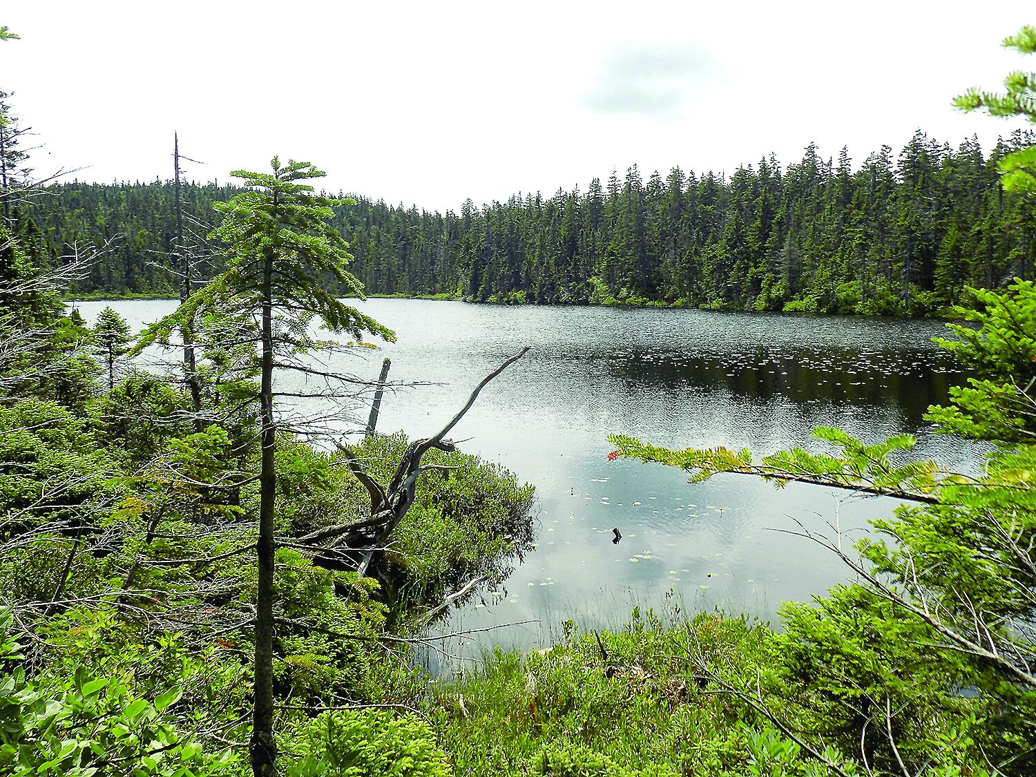 Hiking: Returning to the Nancy Pond Trail
